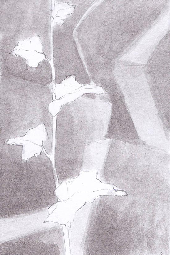 Ivy — sketch