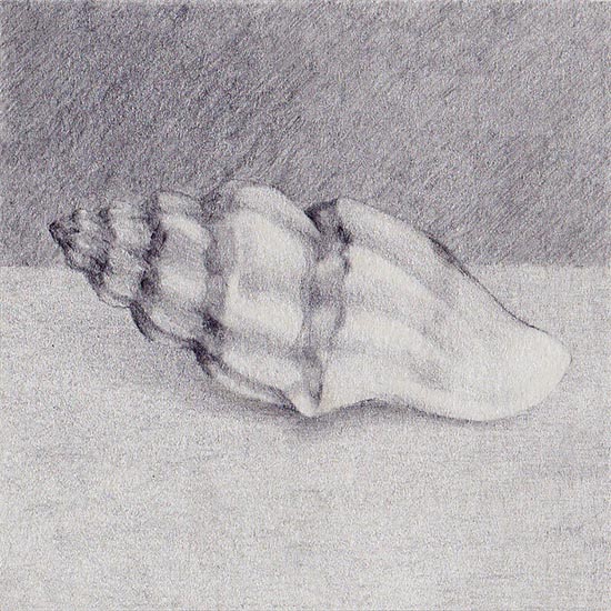 Mangelia vauquelini