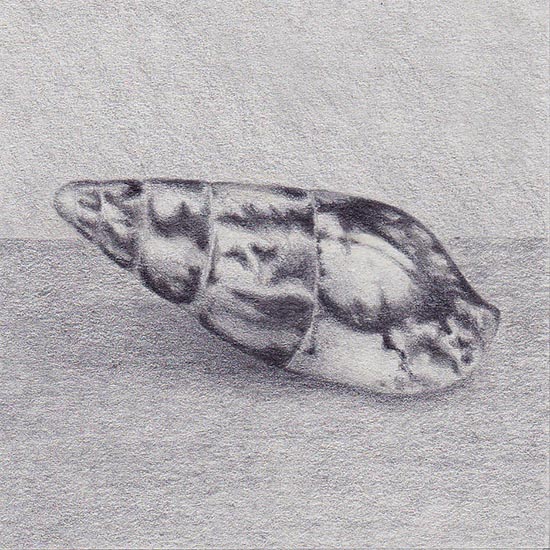 Mitrella scripta