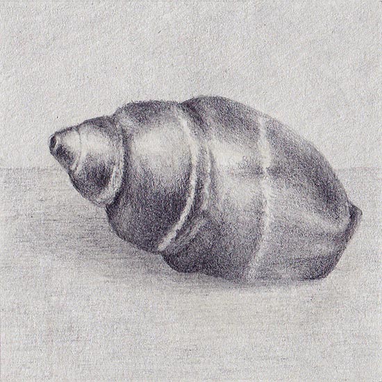 Pusia ebenus