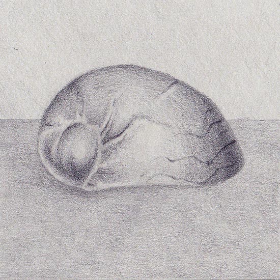 Smaragdia viridis