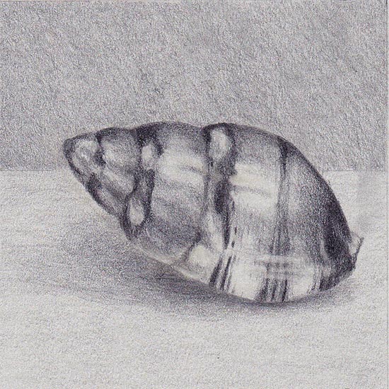 Tritia cuvierii