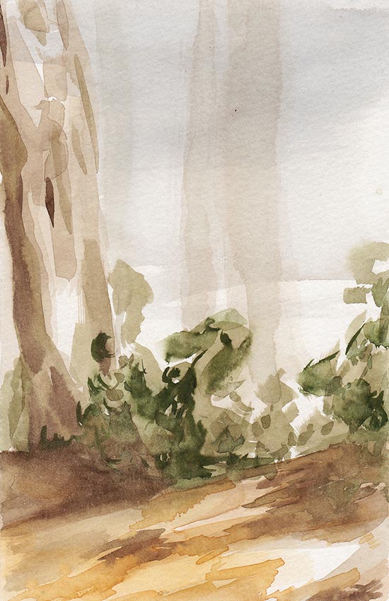Forest sketch